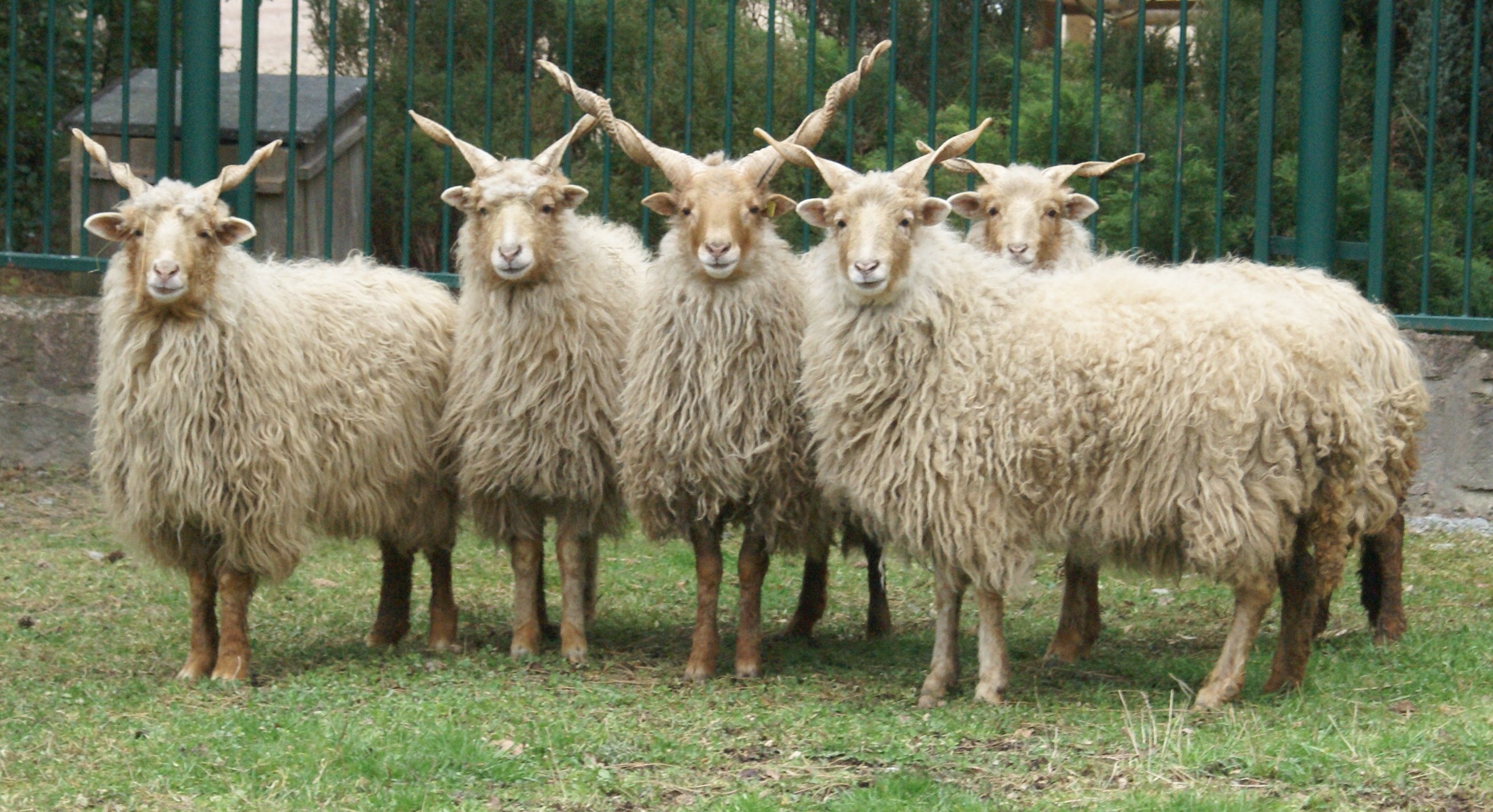 Длинный тип шерсти. Рацка порода овец. Венгерская овца рацка. Тянь Шаньская порода овец. Тяньшанская порода овец.