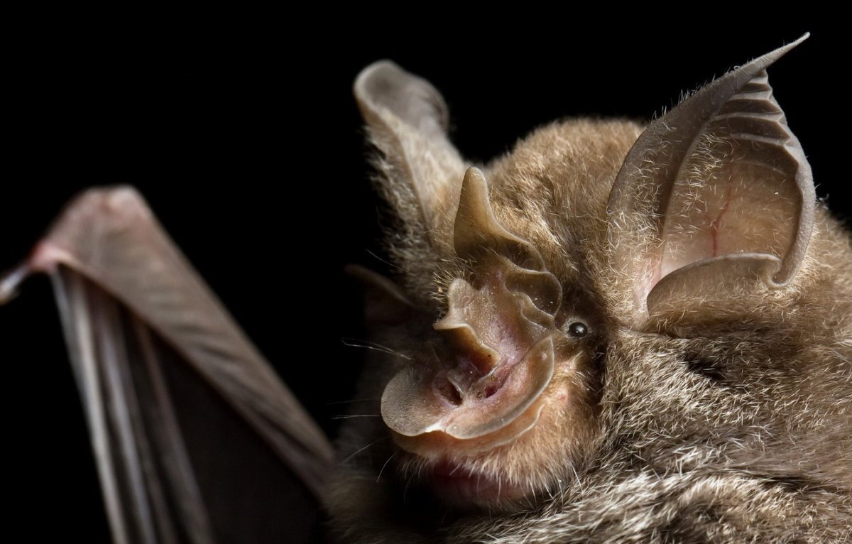 Обыкновенный вампир летучая мышь