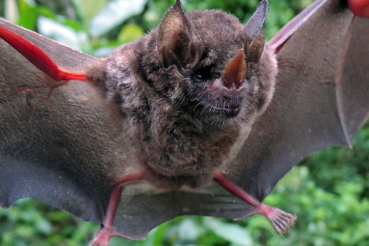 Змеи и летучие мыши