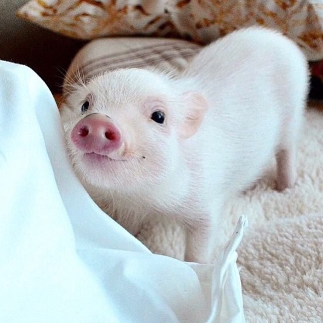 Милые поросята