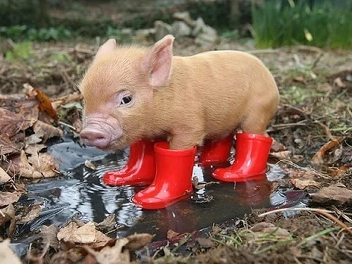 Свинья розовая рисунок на черном фоне