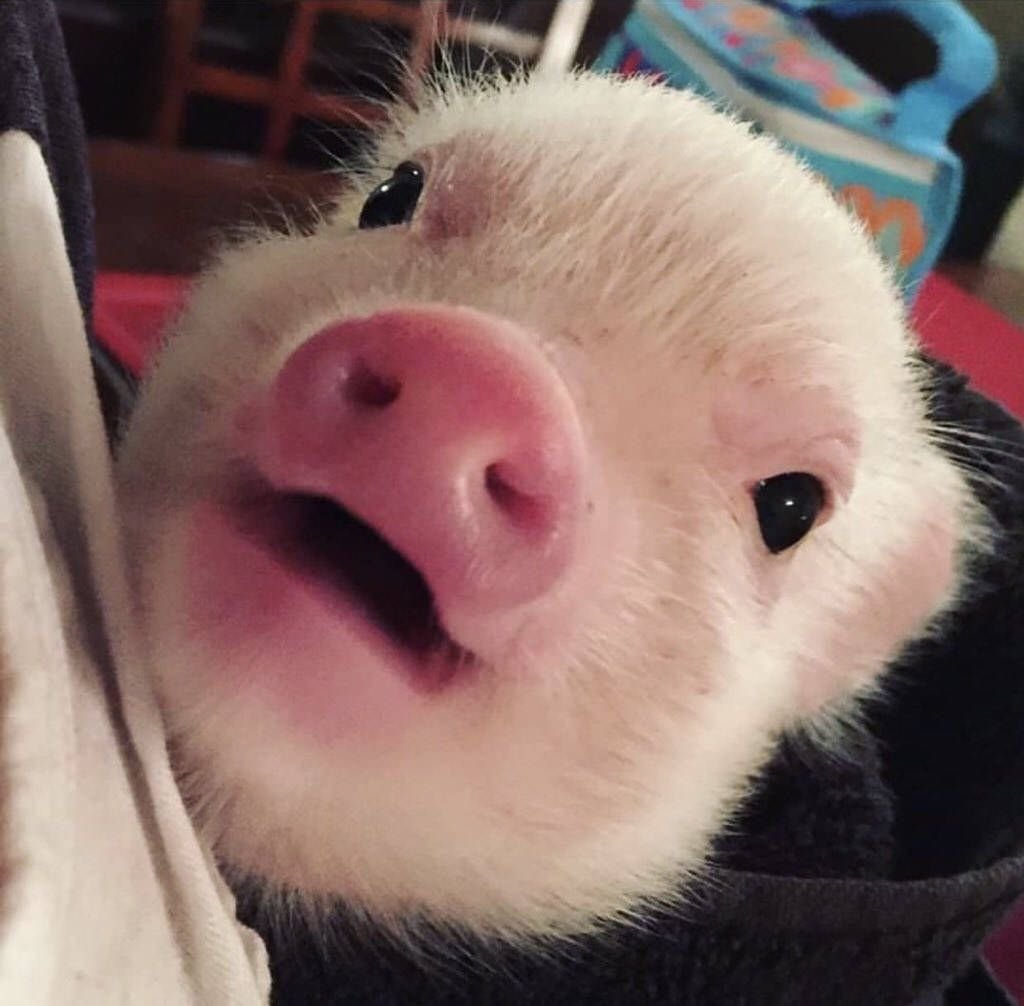 Милый Хрюша