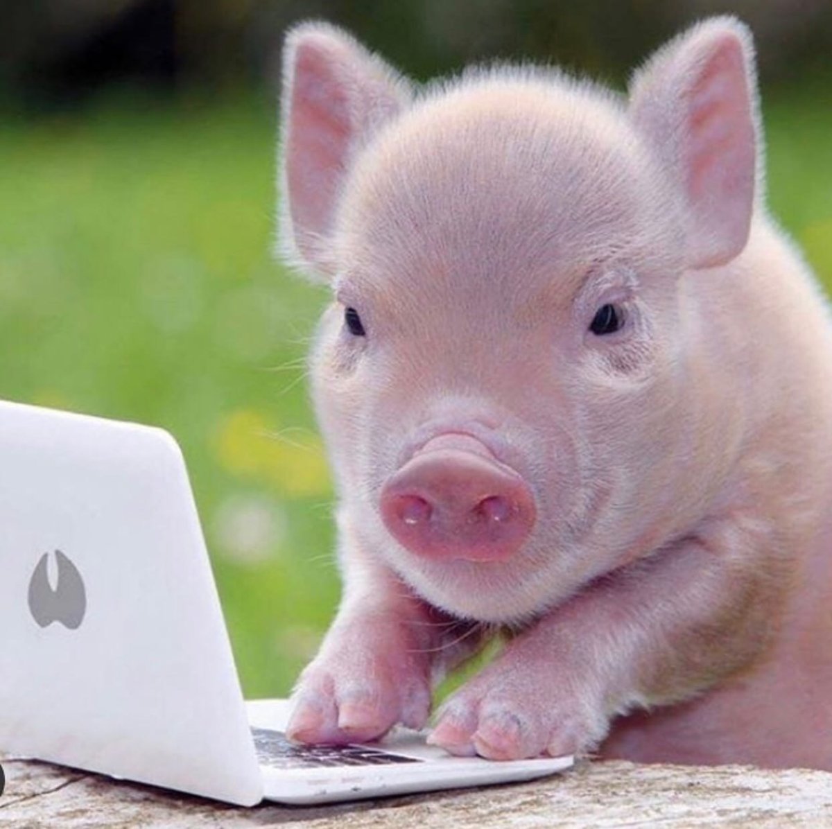 Хрюшка в цветах