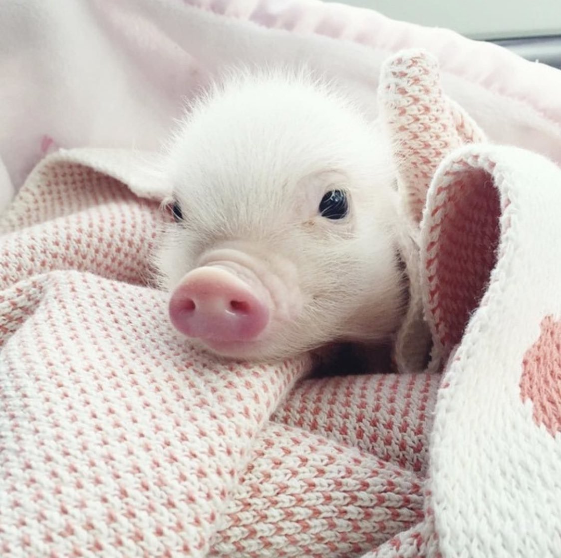 Милые поросята