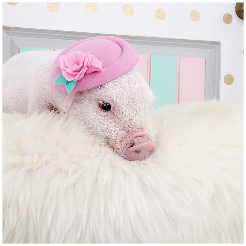 Милая свинья