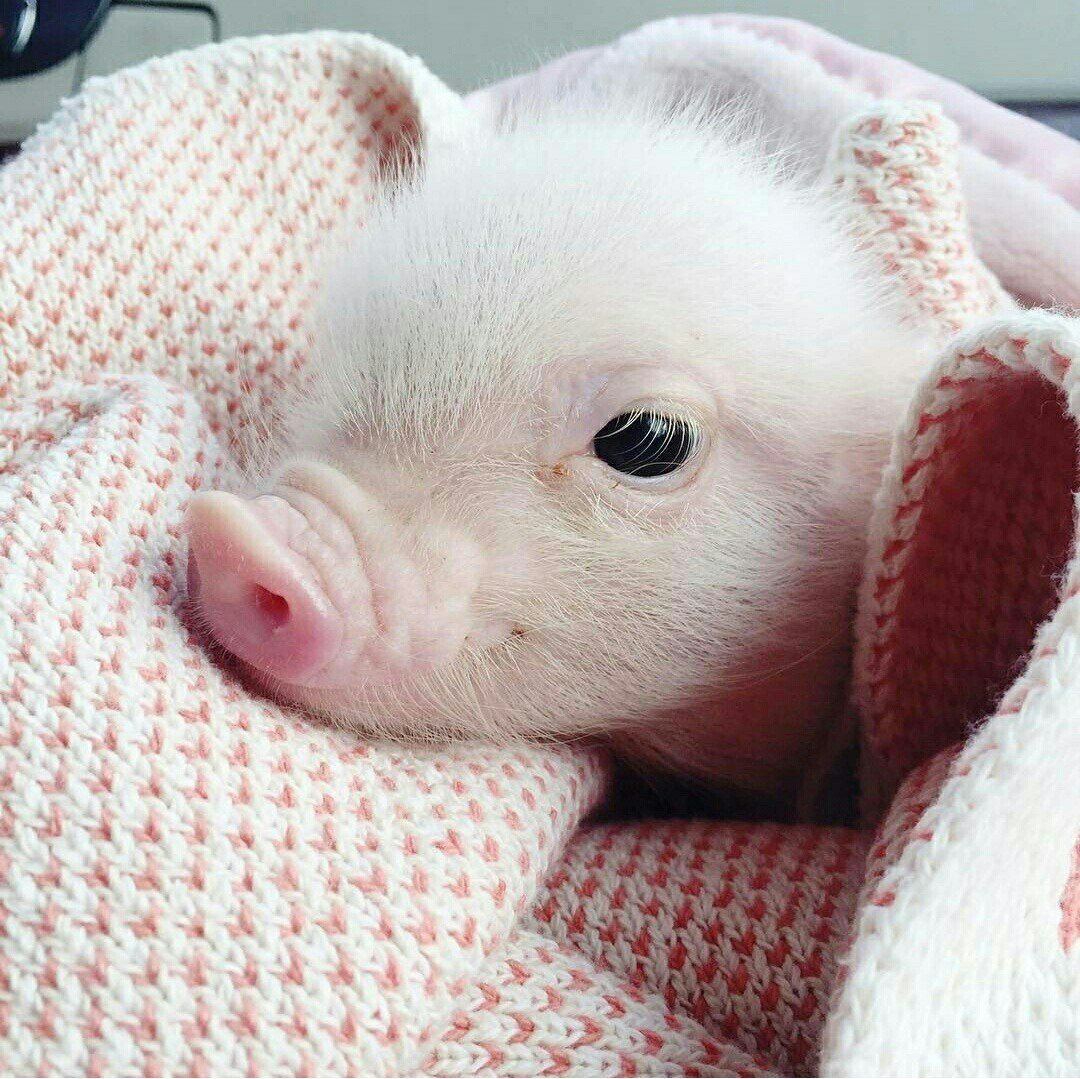 Поросенок улыбается
