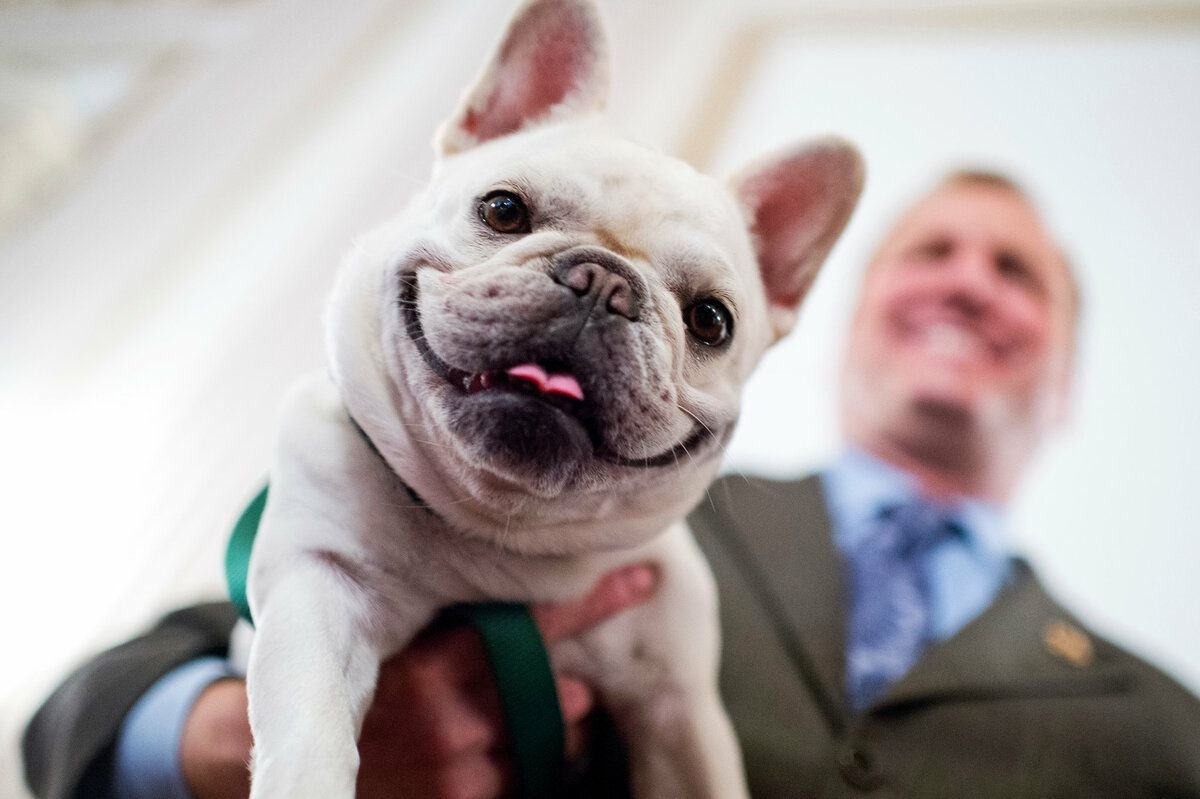 Французский бульдог с человеком