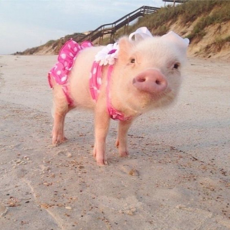 Модная свинья