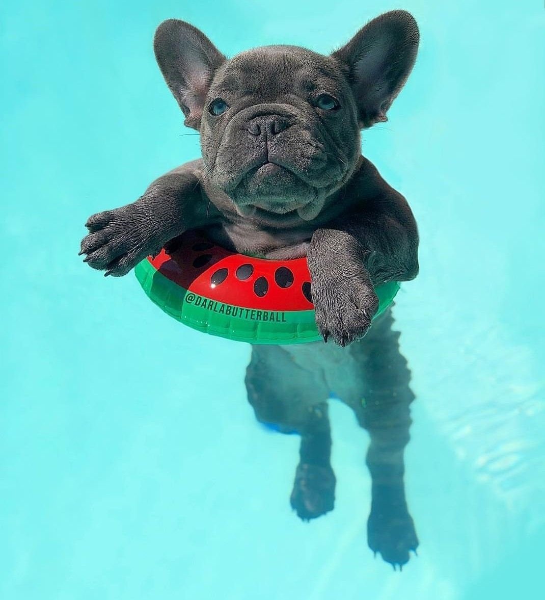 Собака французский бульдог