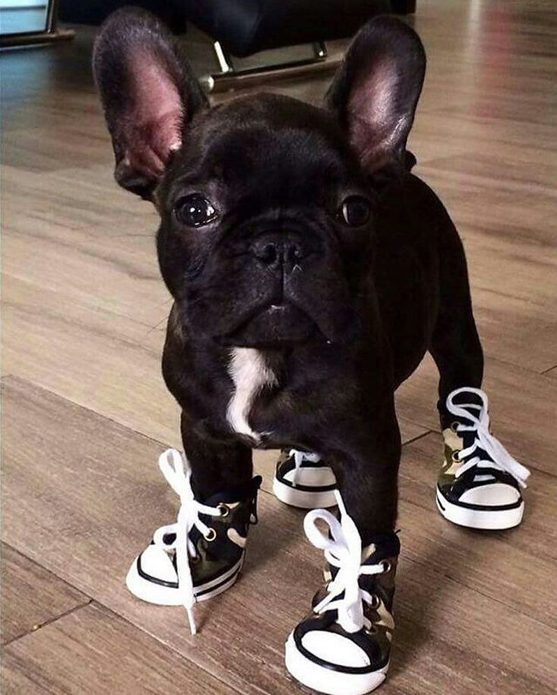 Французский бульдог Игги