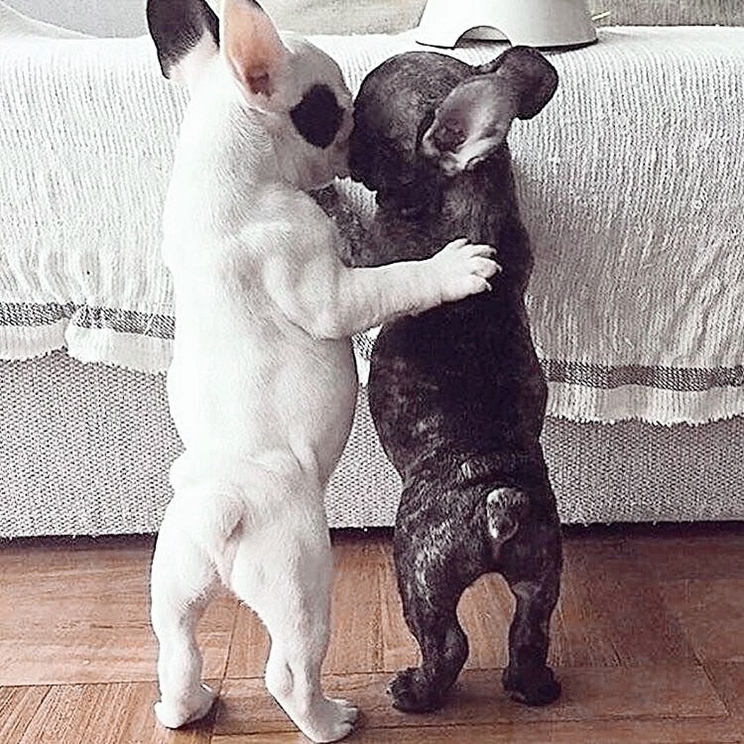 Французские бульдоги обнимаются