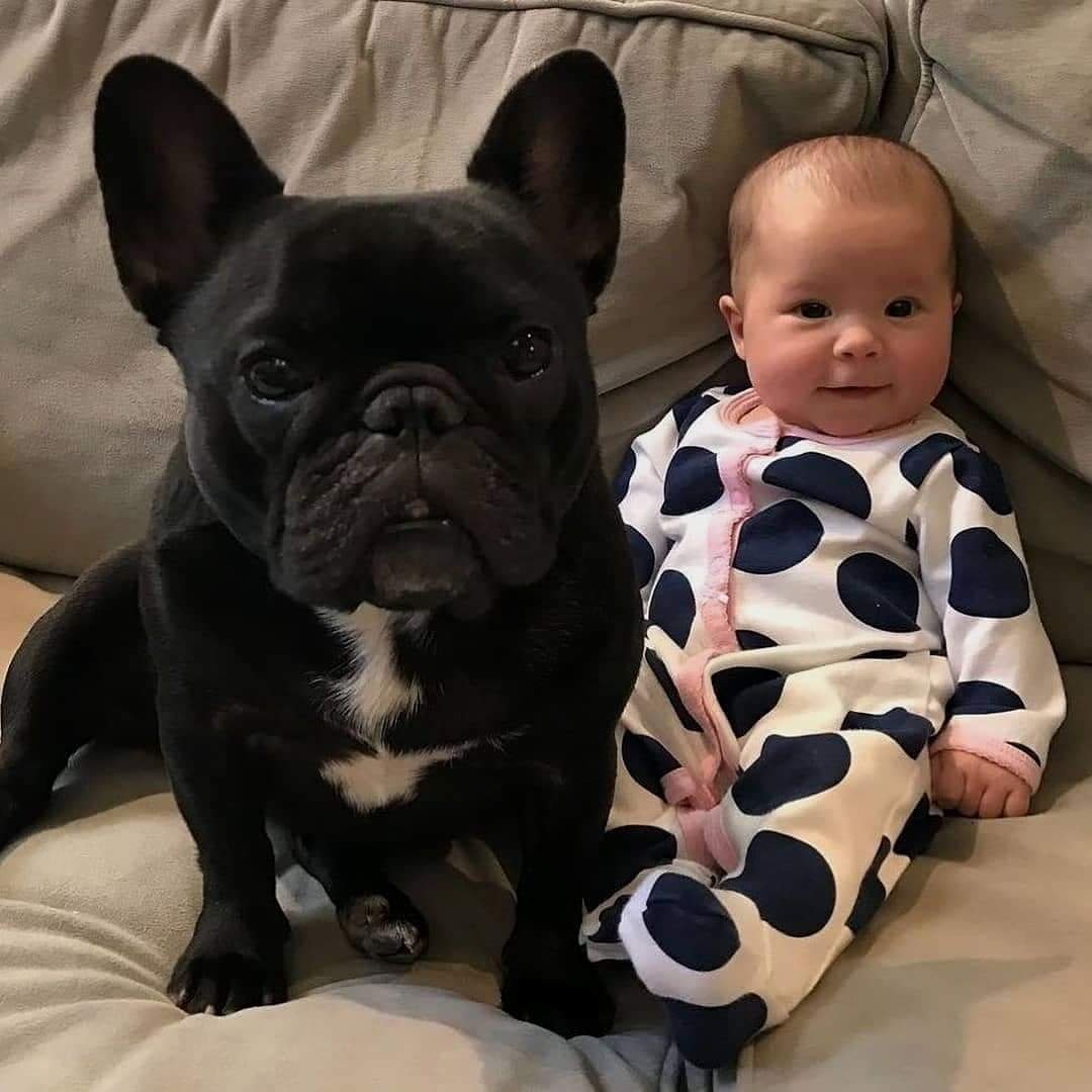 Французский бульдог и дети