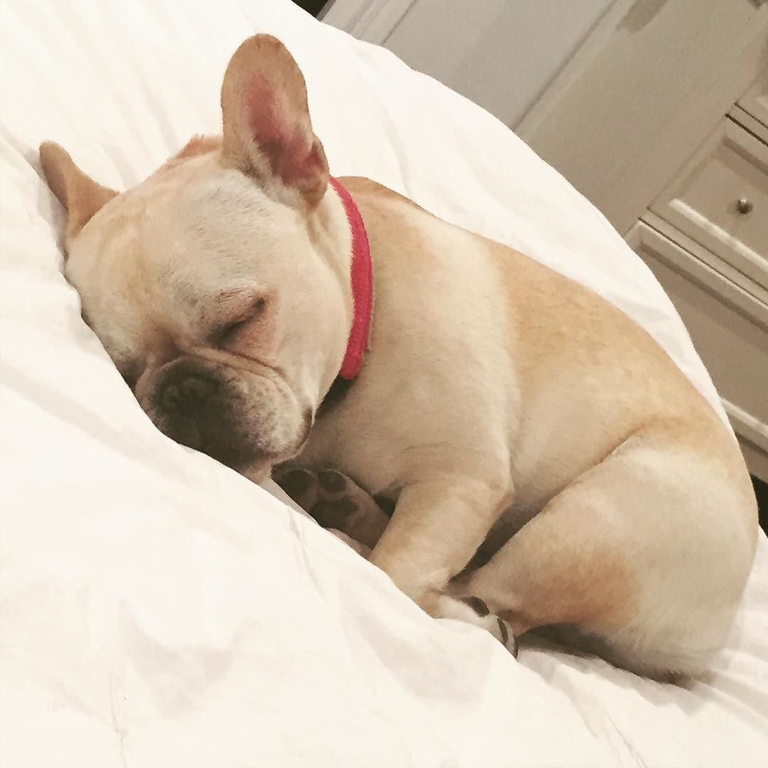Сонный французский бульдог