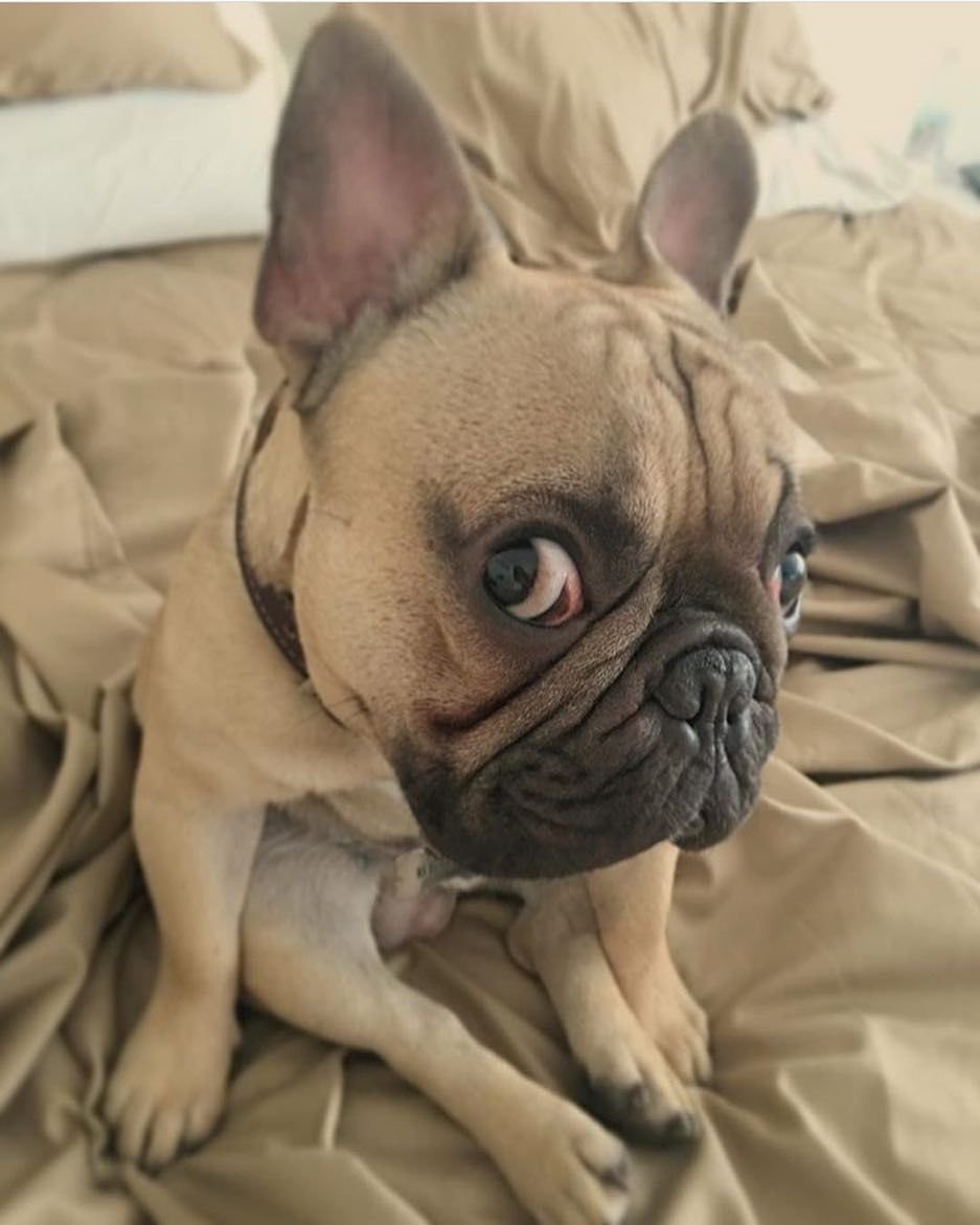 Смешные бульдожки французские