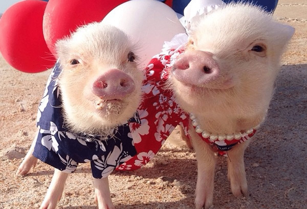 Свинья на аву