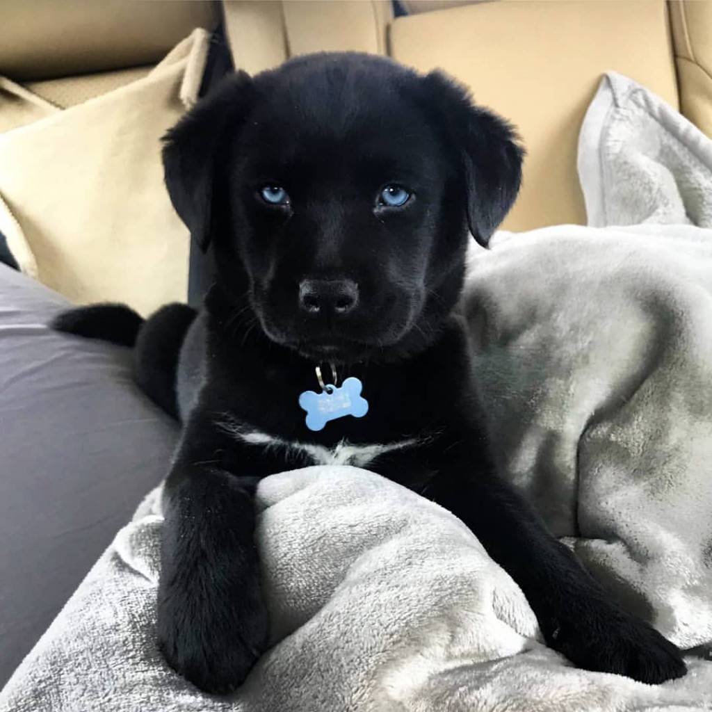 Толлер метис