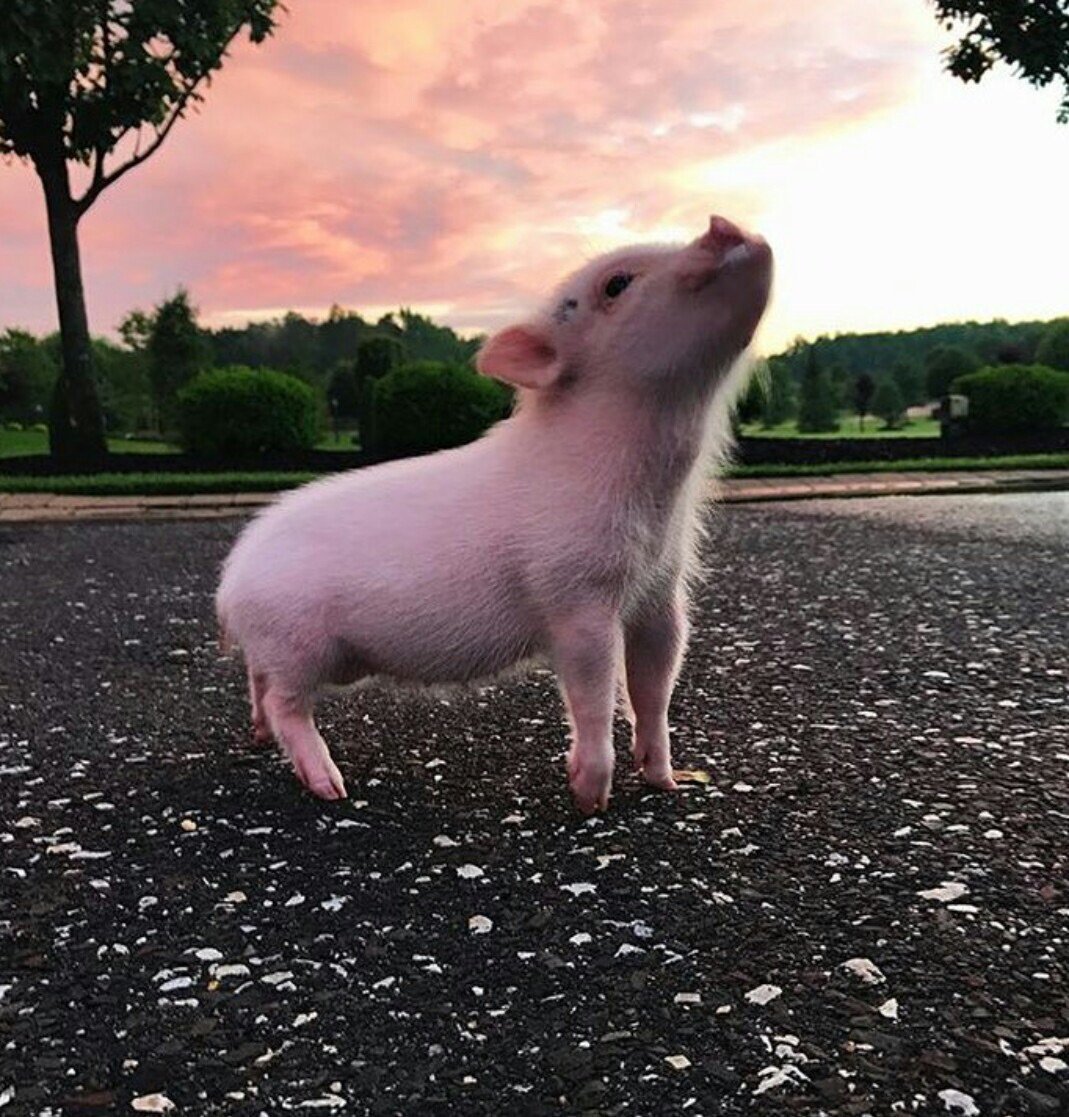 Свинья большой розовый