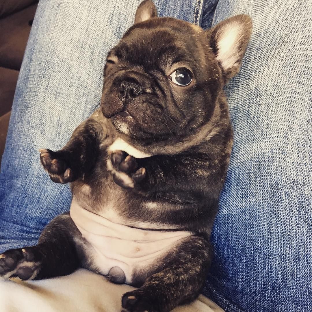 Смешные французские бульдоги