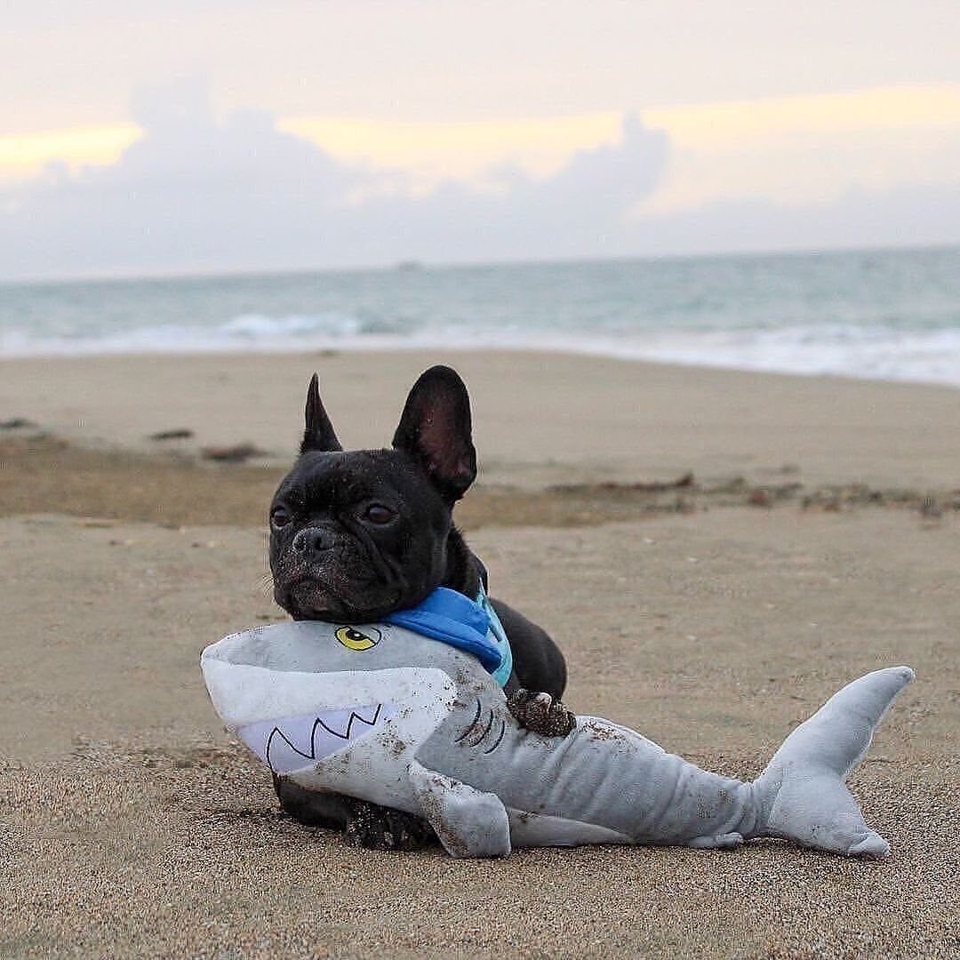 Когда щенку французского бульдога можно спускаться по лестнице