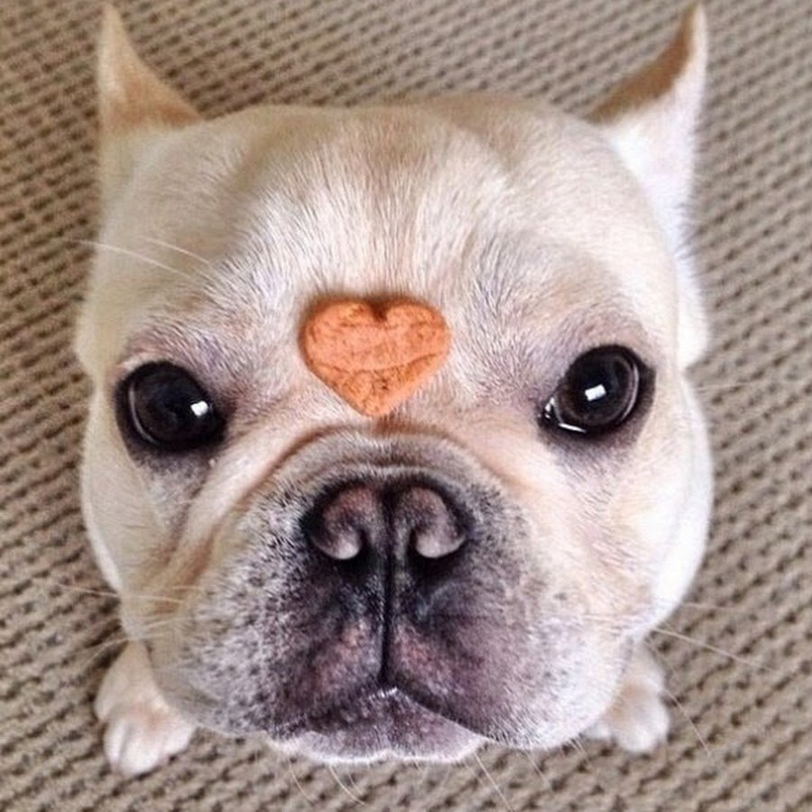 Смешной бульдог