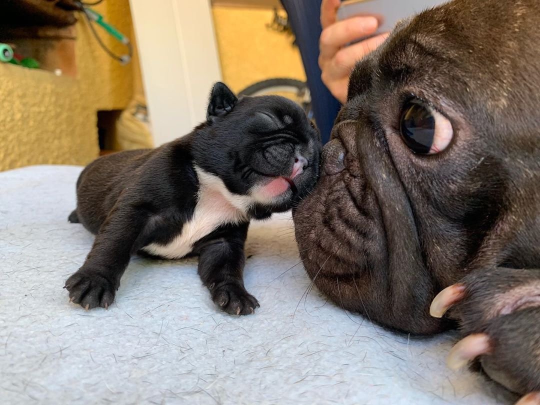 Французский бульдог милота