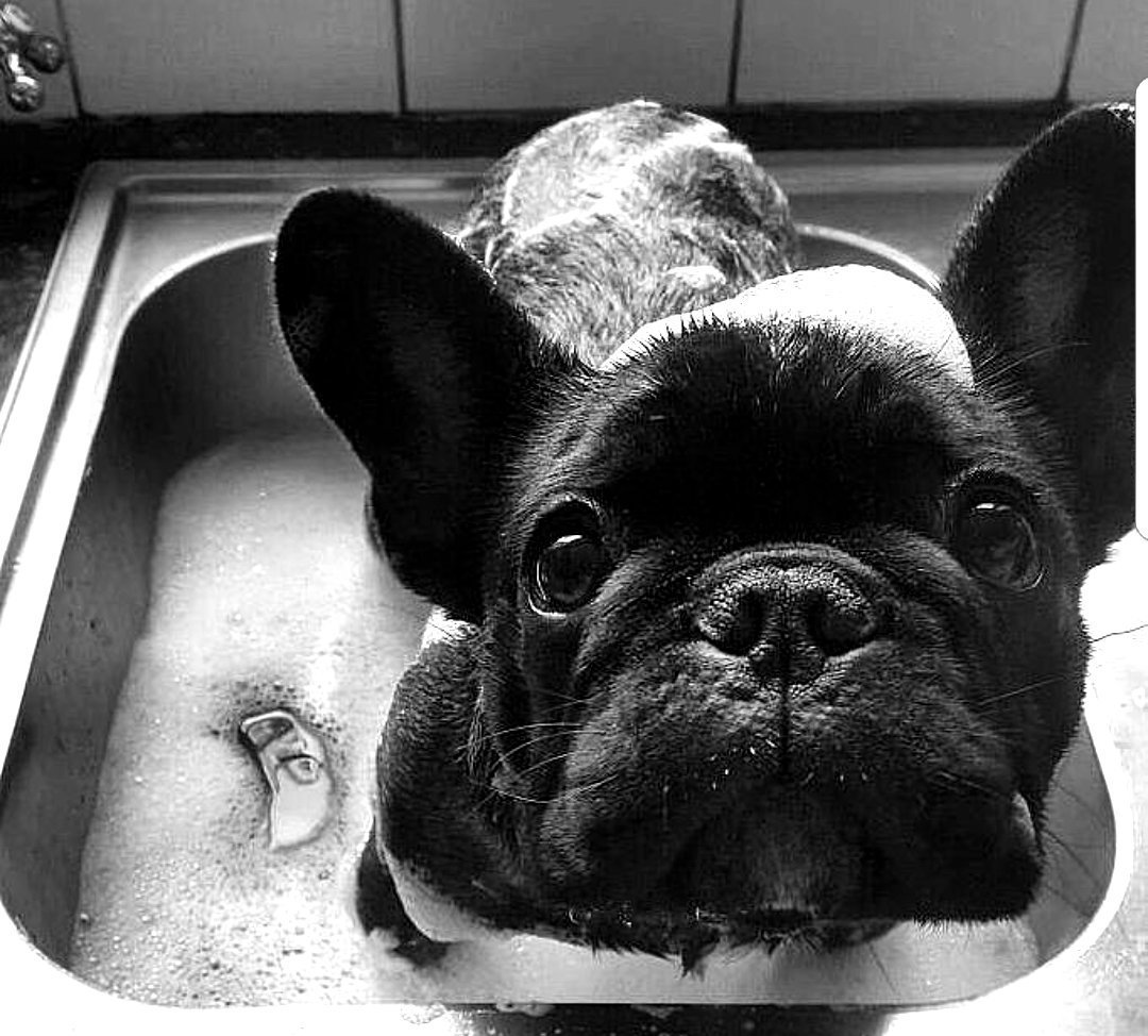 Селфи с французским бульдогом