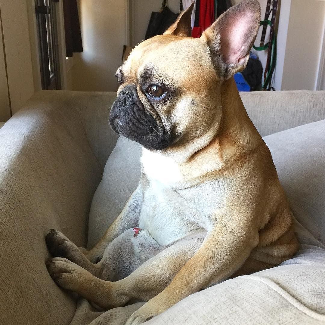 Грустный французский бульдог