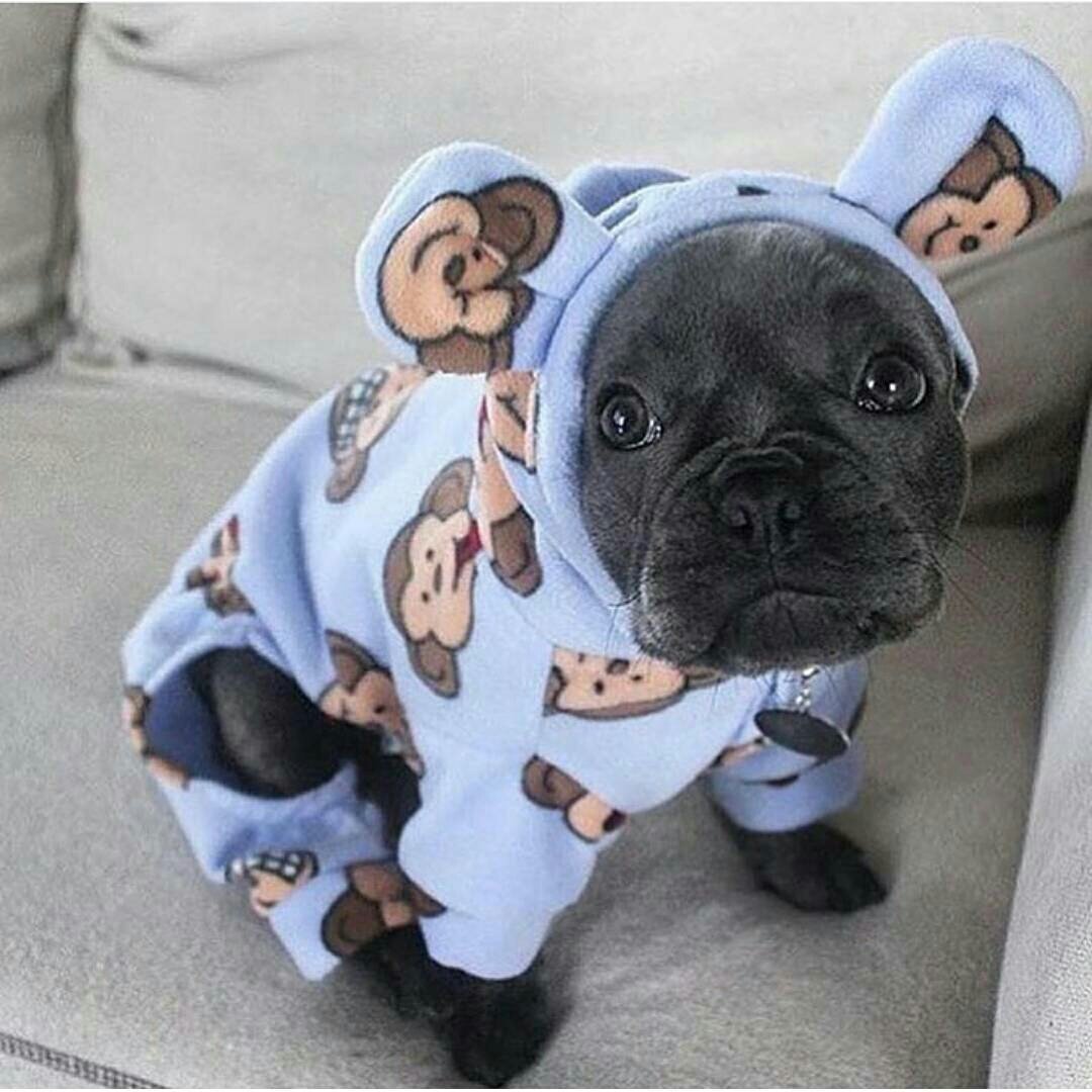 Голубой Мопс