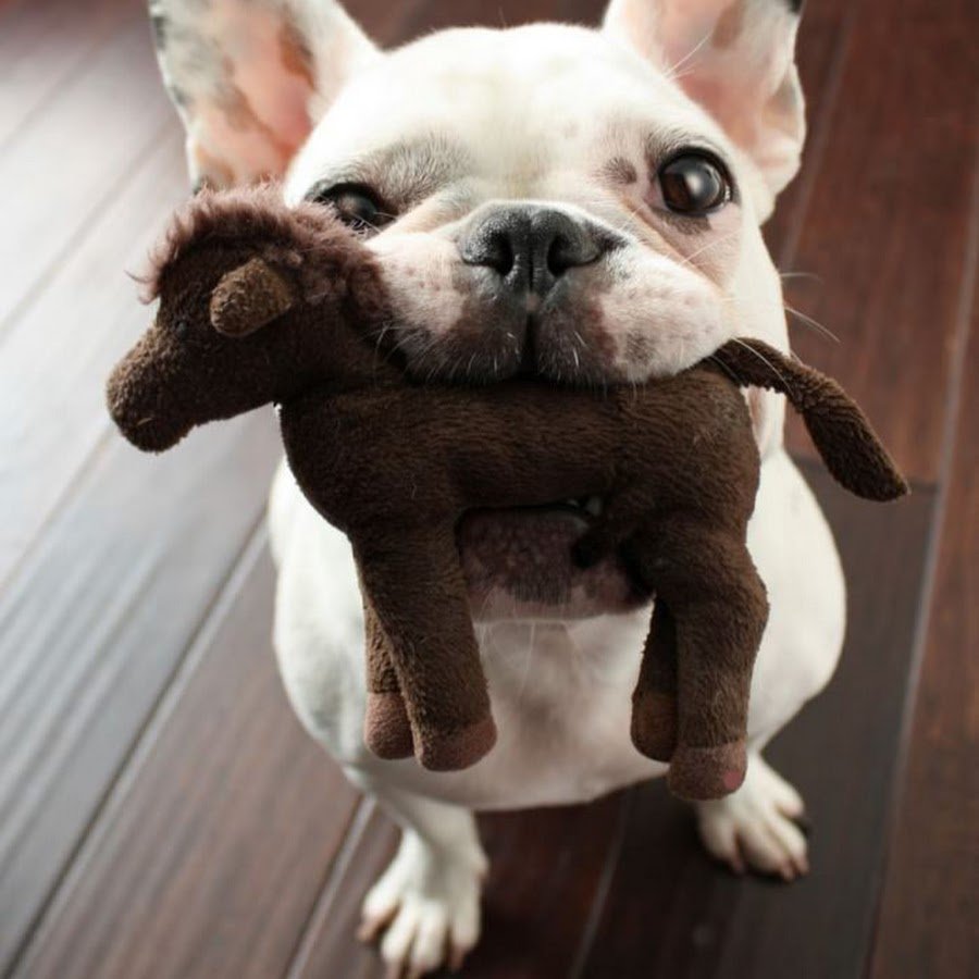 Забавные собачки