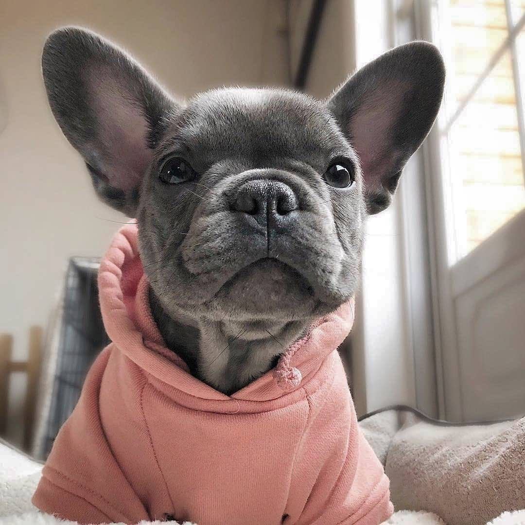 Милые собачкифранцузкий бульдог