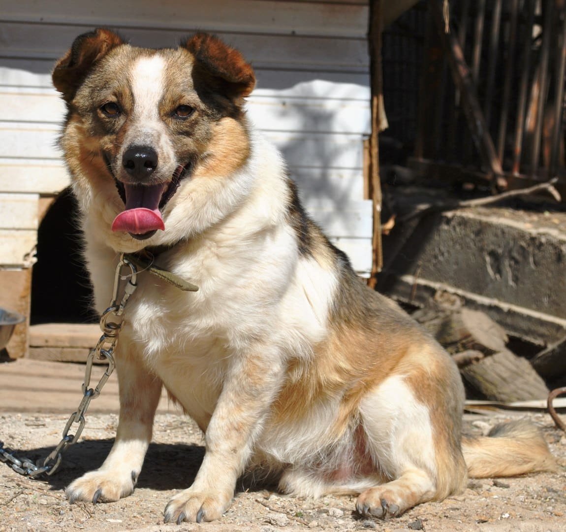 Дворняга овчарка