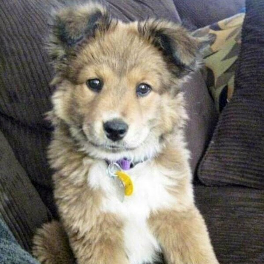 Помесь хаски и корги