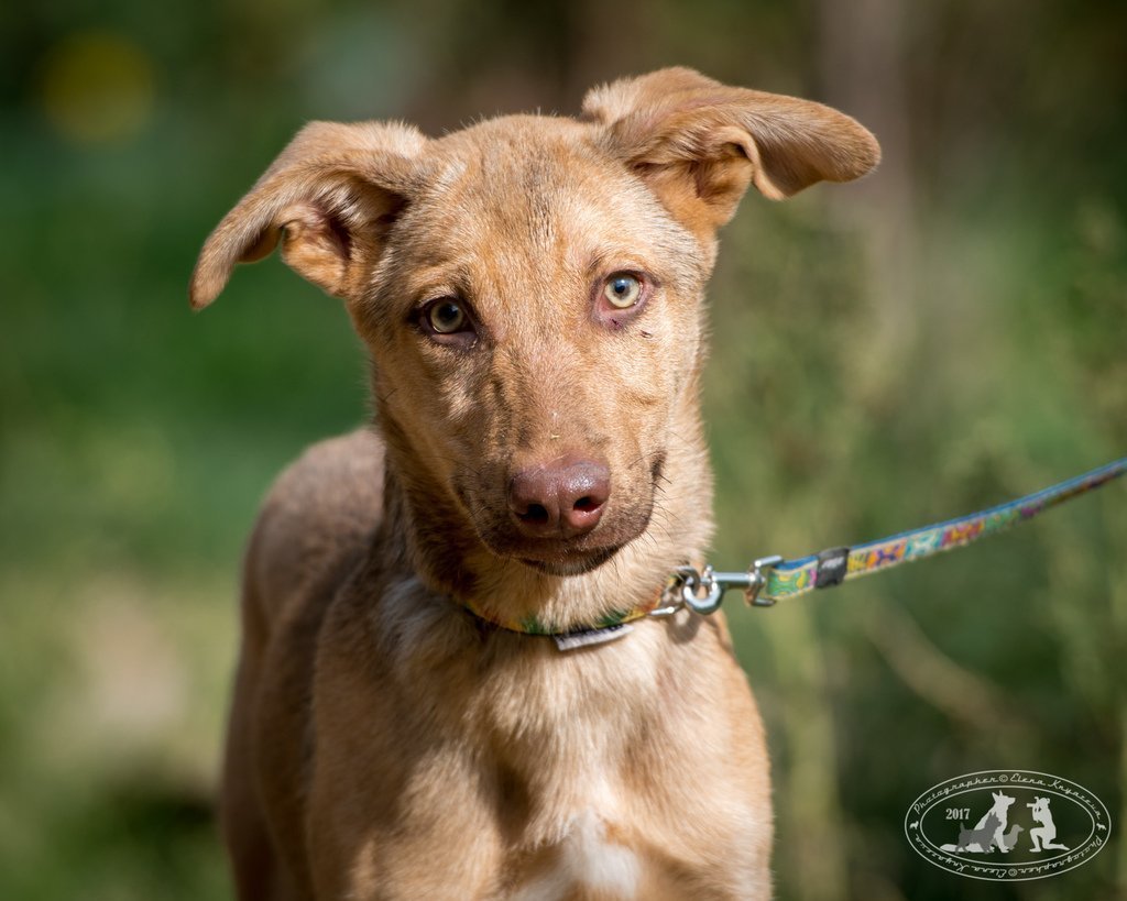 Метисы собак фото