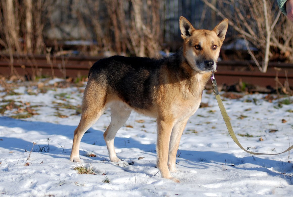 Собака помесь питбуль с хаски