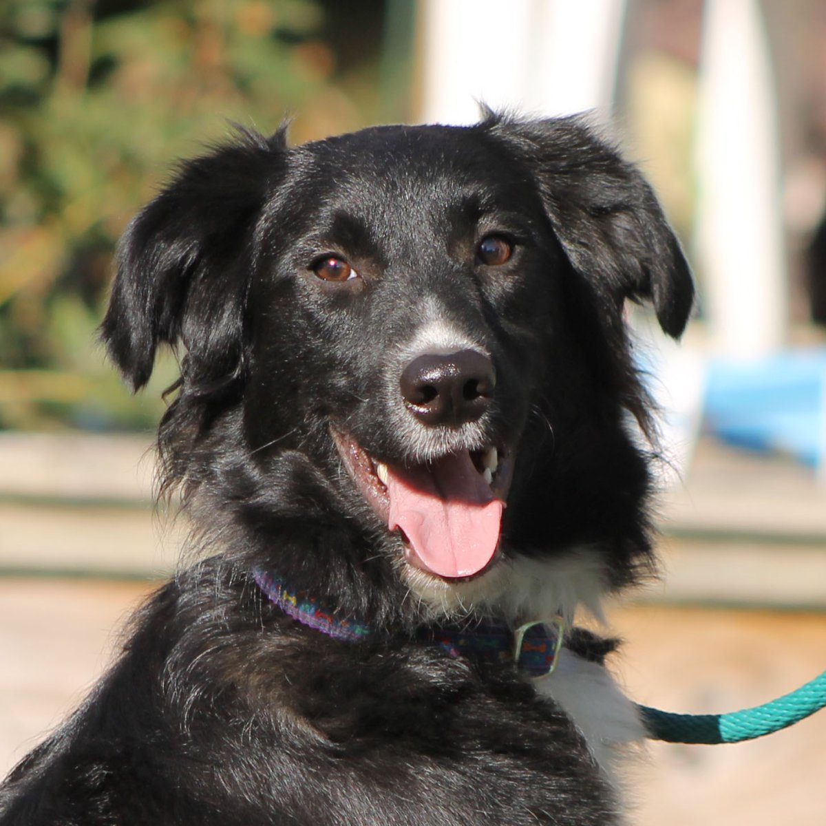 Карликовый далматинец