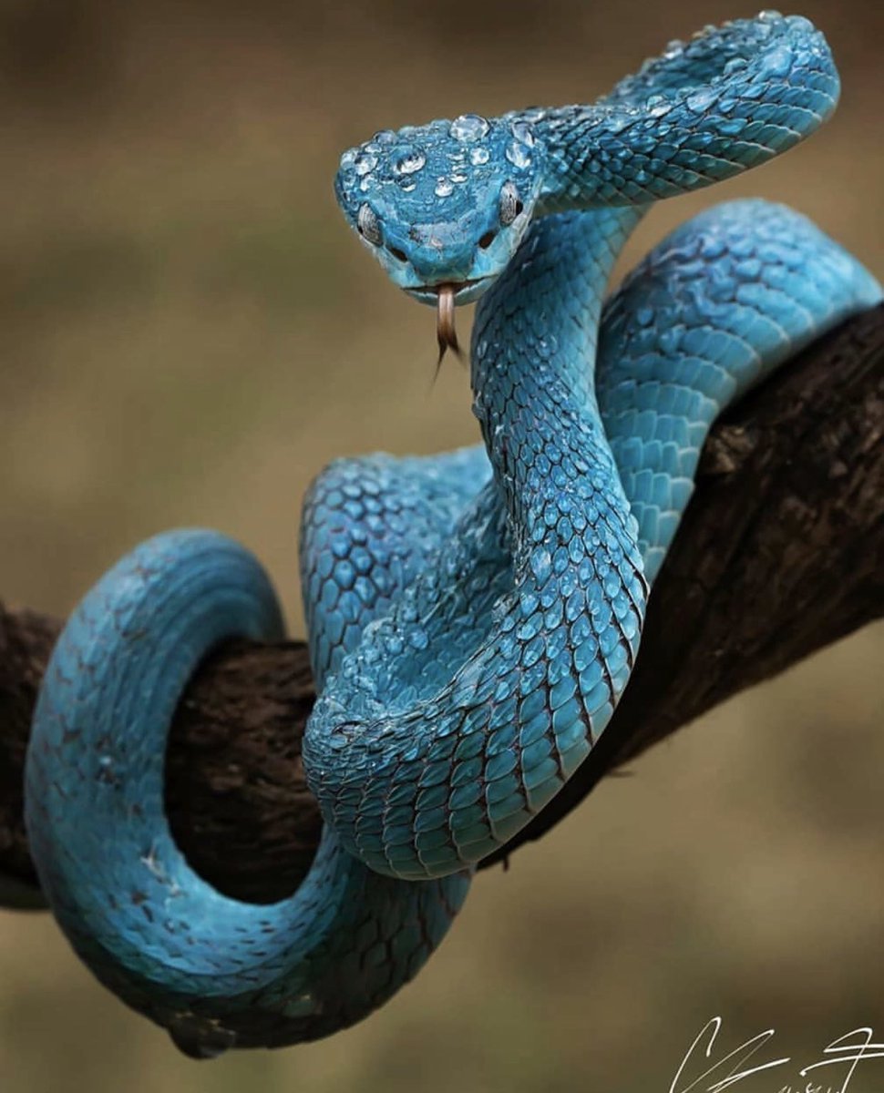 Голубая комодская куфия (Trimeresurus insularis