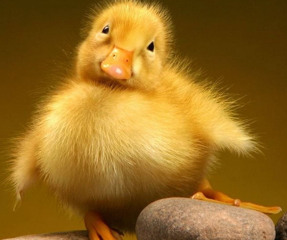 Милые уточки