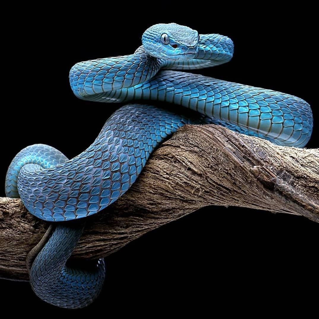 Белогубая куфия