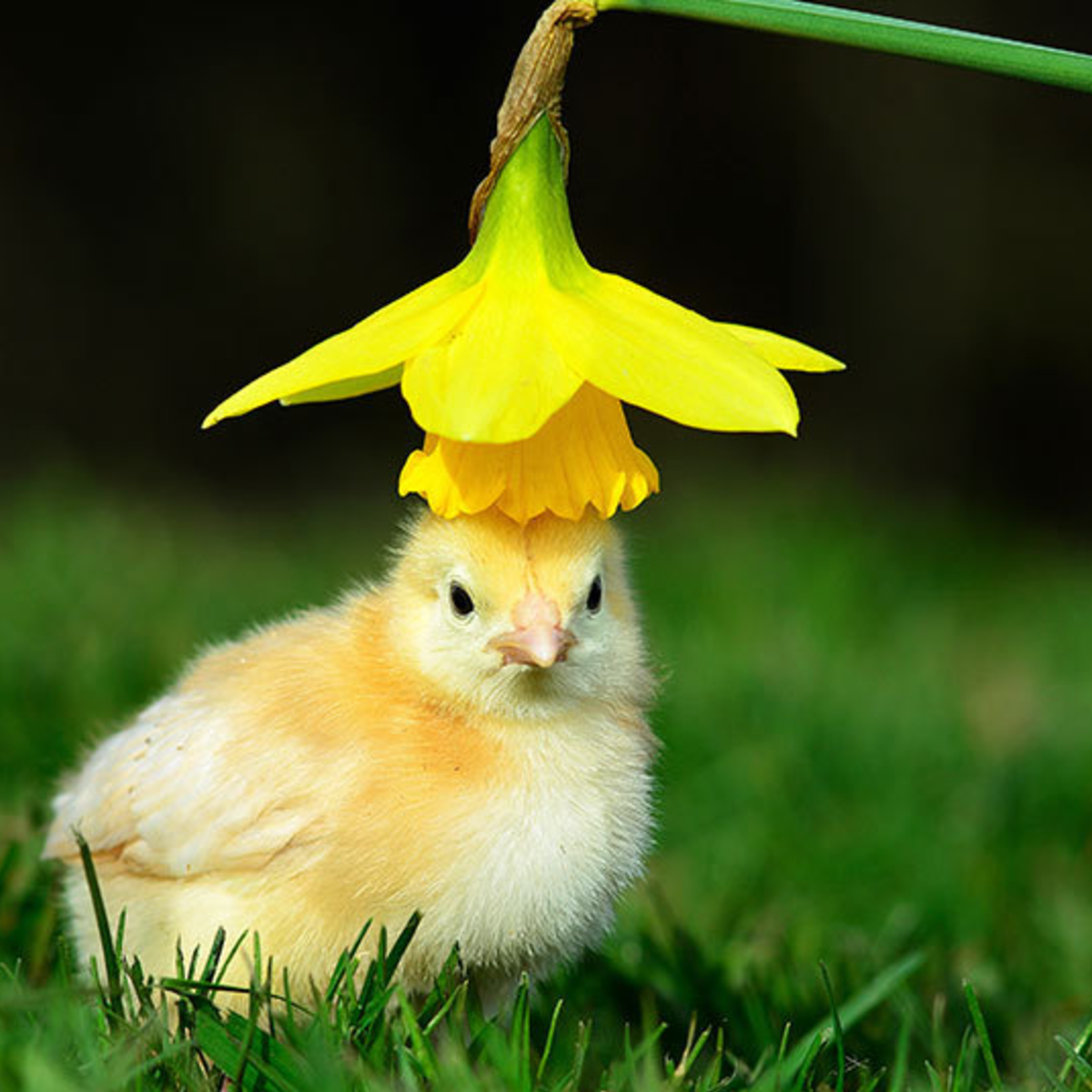 Курица желтого цвета
