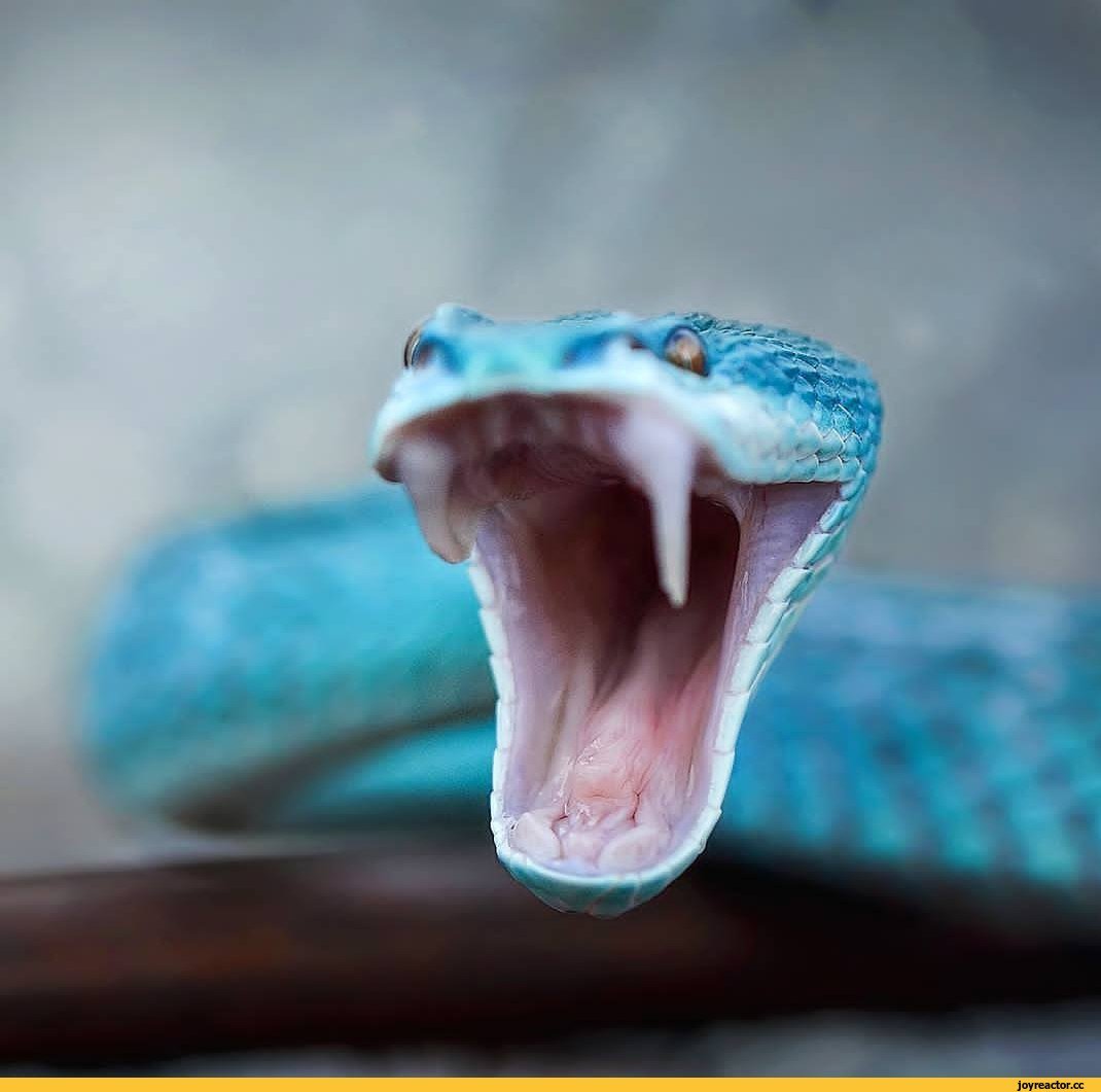 Комодская древесная гадюка голубая куфия