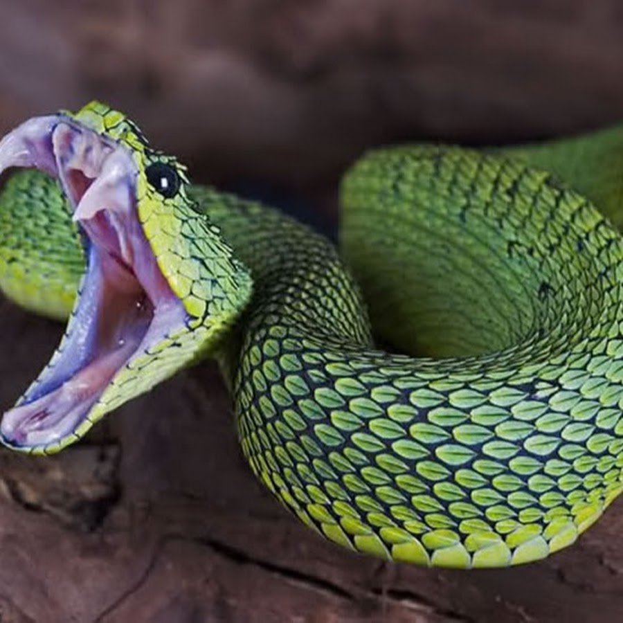 Змея мамба узкоголовая