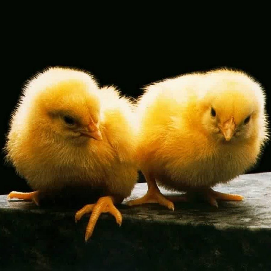 Птенец желтый