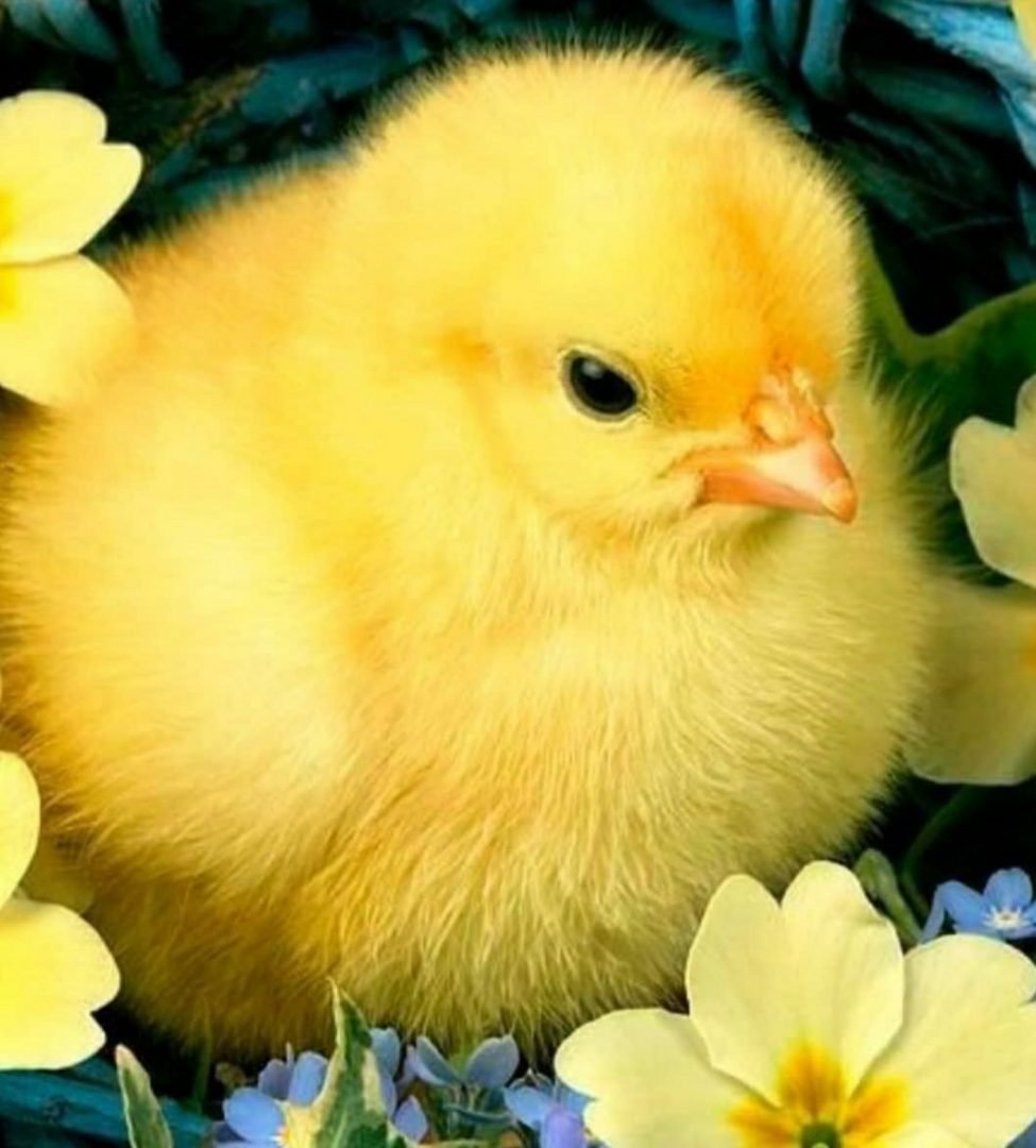 Птенчик цыпленок