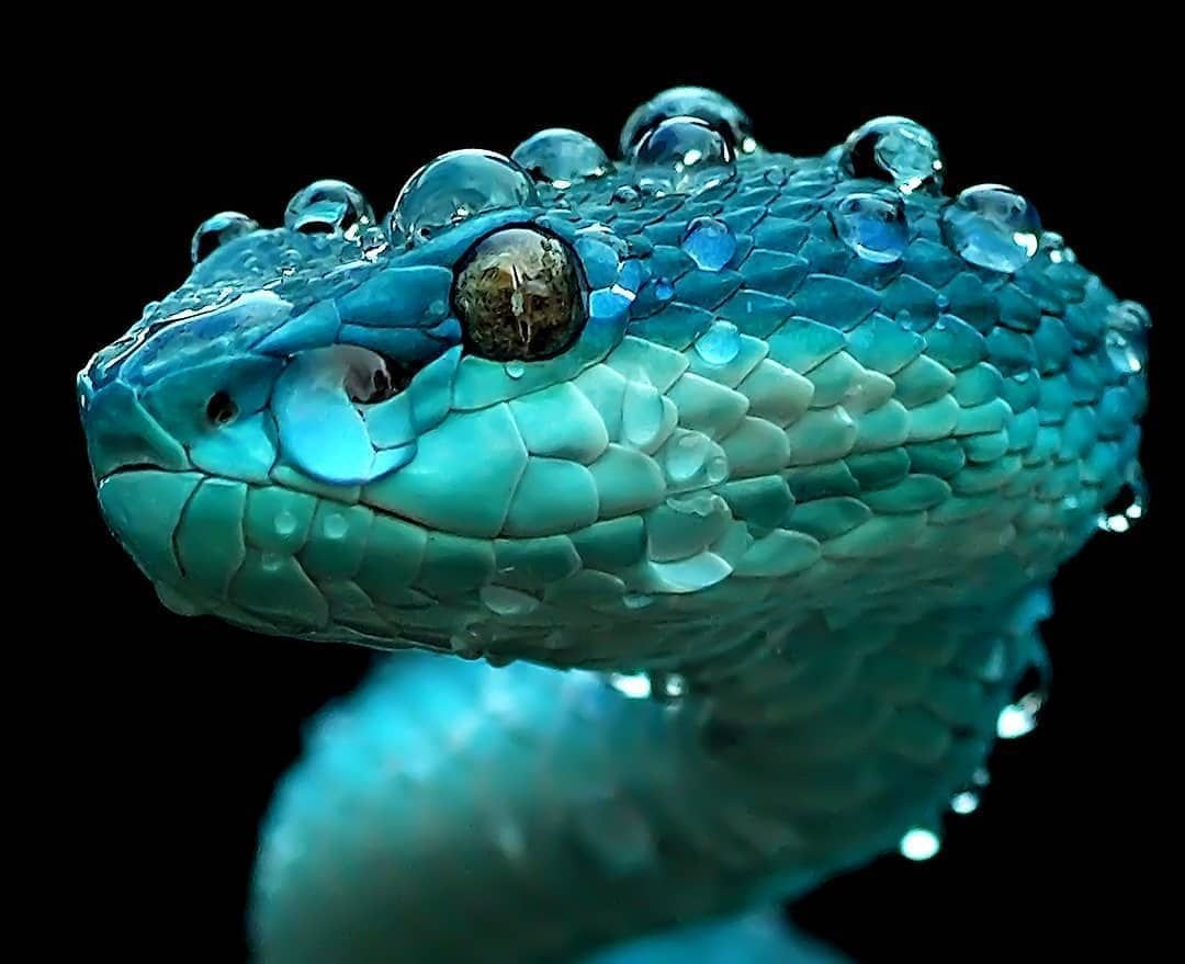 Артамон змеевик 25 сентября