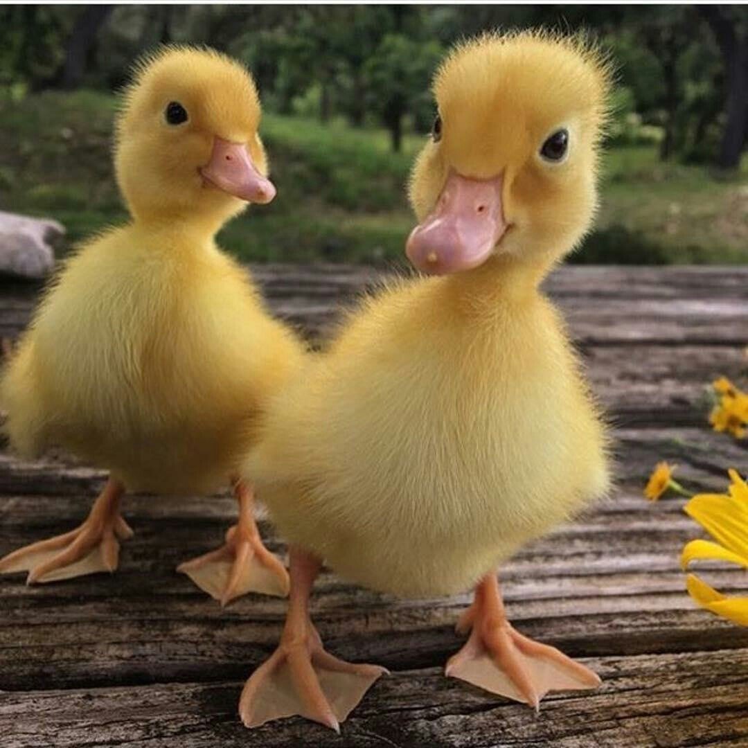 Желтый цыпленок