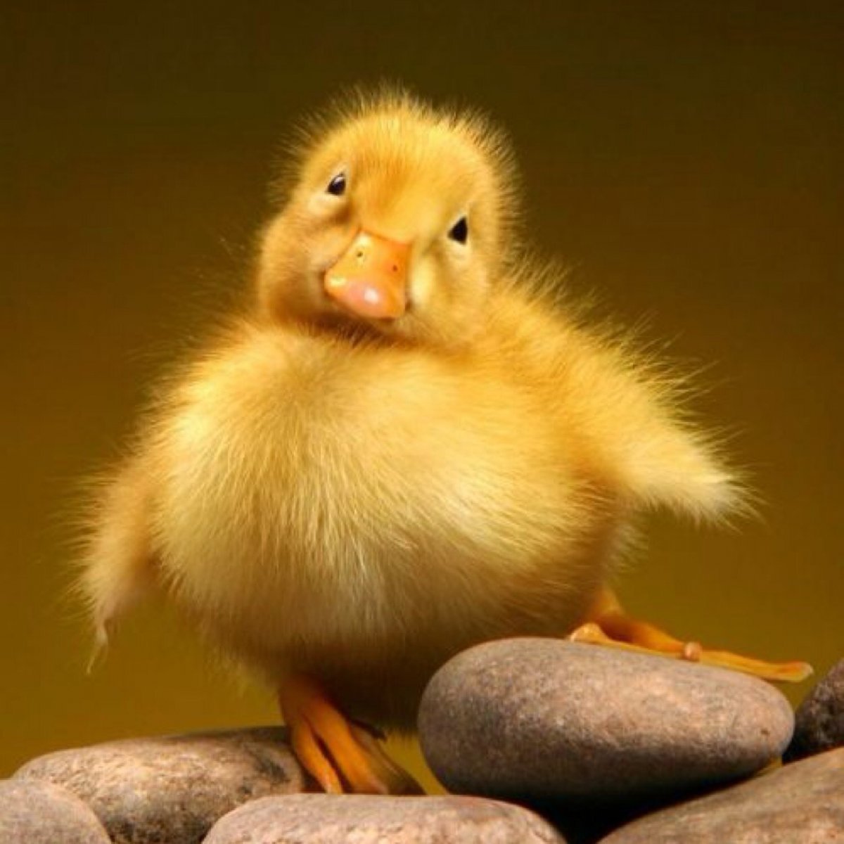 Смешной цыпленок