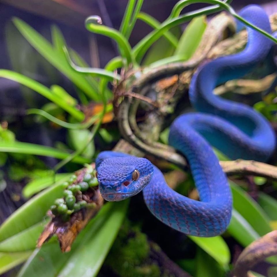 Островная куфия