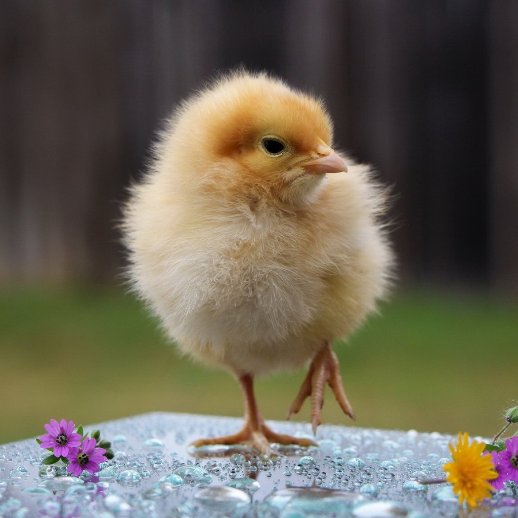 Уточки настоящие маленькие