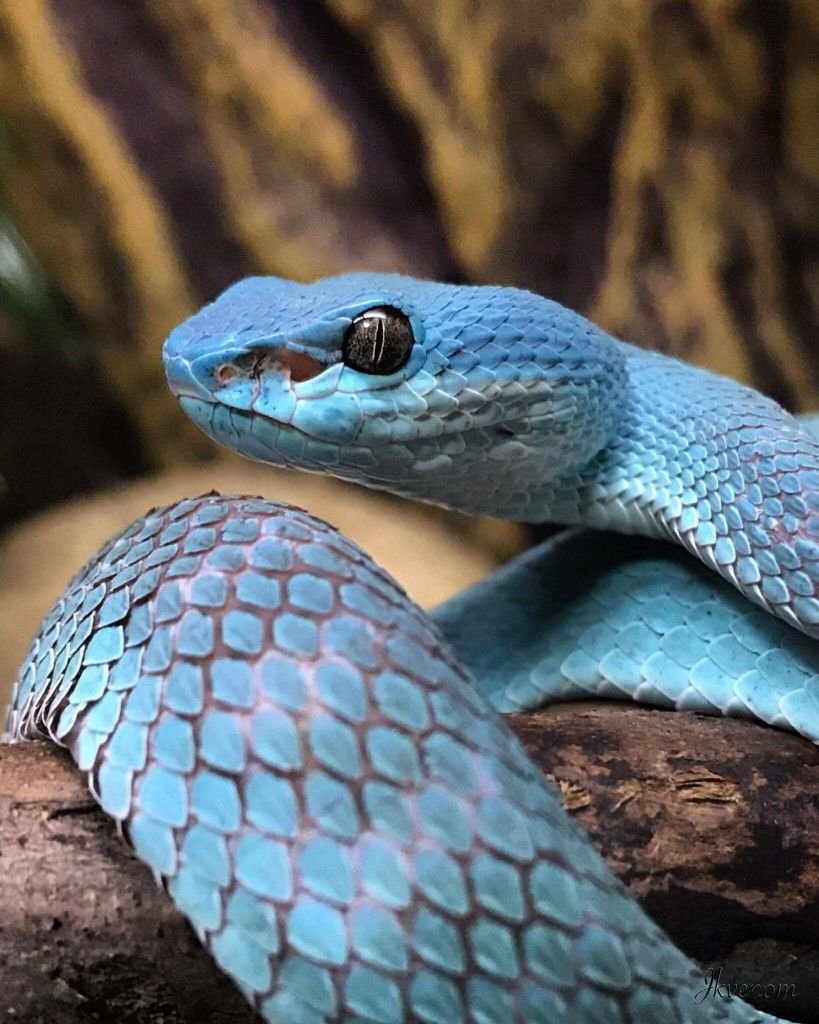 Голубая куфия гадюка