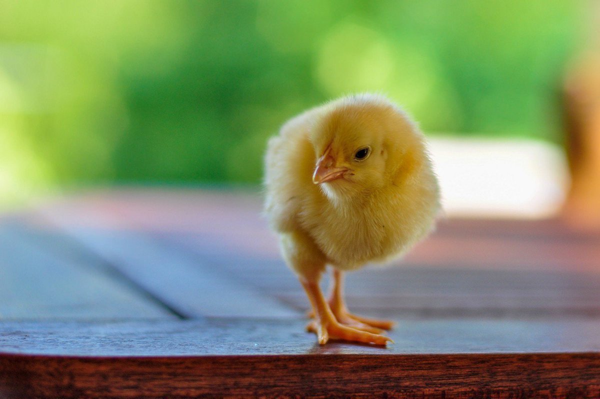 Злой цыпленок